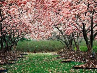 20070918222423-primavera2.jpg