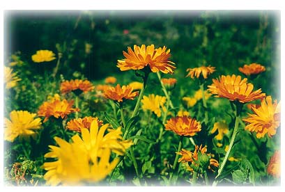 20070918223917-primavera.jpg